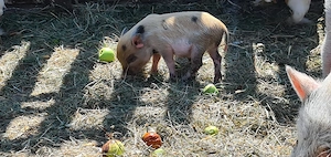 Minipig Ferkel Tea Cup Minischweine 