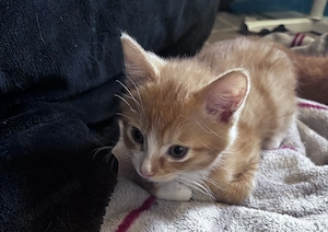 Maincoon mix Babys suchen neues Zuhause  Bild 4