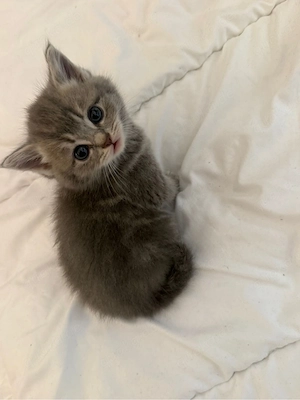 Britisch Kurzhaar Kitten