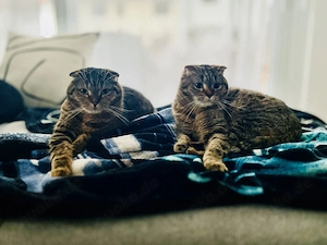 Eingespieltes, gesundes Katzen-Duo (Geschwister, 8 Jahre) sucht liebevolles Zuhause mit Gartenzugang