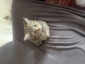 Bengal, Katze nicht geimpft, nicht entwurmt am 23.03.2026 geboren Preis 200 