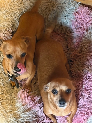 hund zum verkauf bei intresse melden