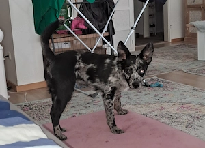 Spitz,Toy Aussie