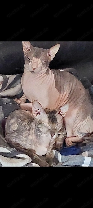 2 Don Sphynx Katzen Mutter und Tochter 