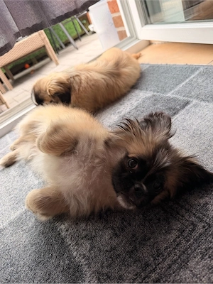 welpen zu vergeben  Bild 3