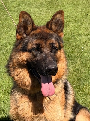 Deutscher Schäferhund Rüde