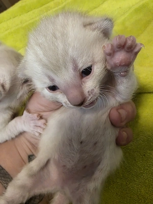 Bengal suchen ein neuen Dosenöffner 