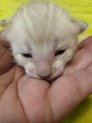 Bengal katzenbabys suchen Dosenöffner 