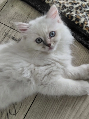 BLH+BKH Kitten mit blaue Augen 