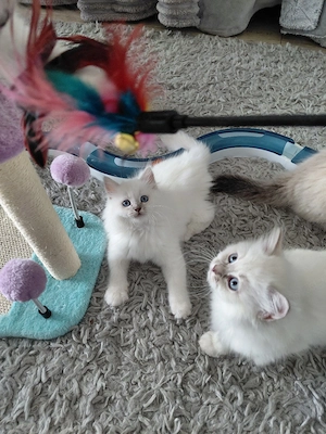 BLH+BKH Kitten mit blaue Augen, mit Impfpass  Bild 3