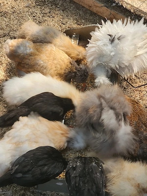Seidenhühner Seidenhuhn Hühner 