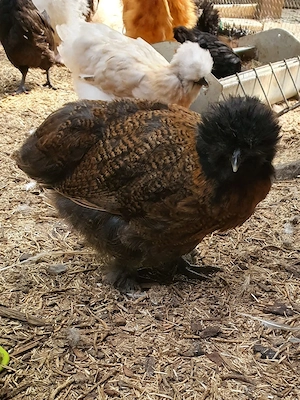 Seidenhühner Seidenhuhn Hühner  Bild 4