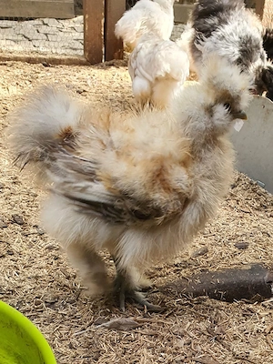 Seidenhühner Seidenhuhn Hühner  Bild 3