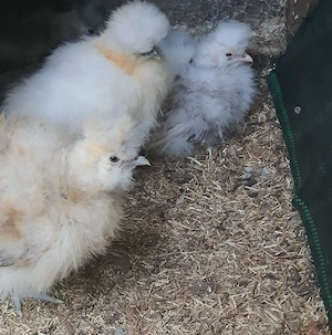 Seidenhühner Seidenhuhn Hühner  Bild 2