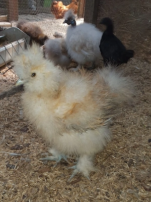 Seidenhühner Seidenhuhn Hühner  Bild 5