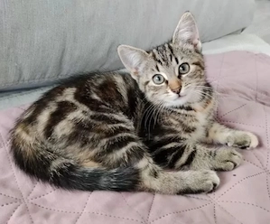 Katzenkinder Kitten BKH Mix suchen ein zu Hause 