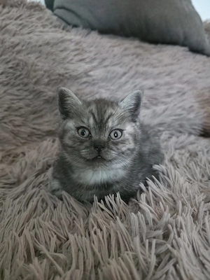 Wunderschöner BKH Kitten
