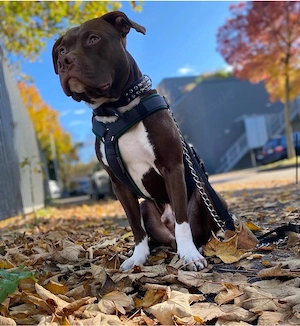 American Bully Deckrüde  Bild 2