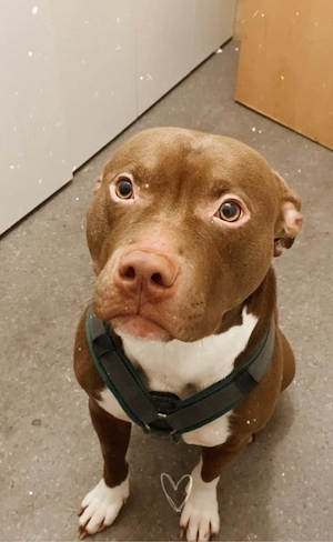 American Bully Deckrüde  Bild 4