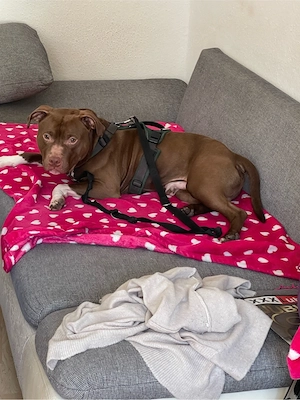 American Bully Deckrüde  Bild 5