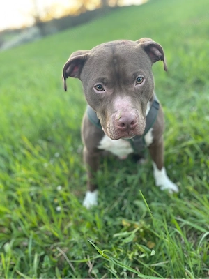 American Bully Deckrüde 