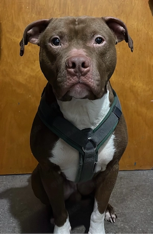 American Bully Deckrüde  Bild 3