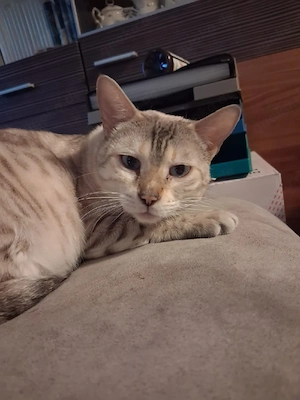 Bengal katze  Bild 2