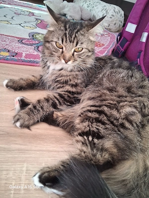 Bengal-Mix LINDA 
