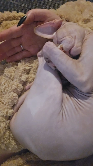 Sphynx-Kater  Keule  sucht neues Zuhause