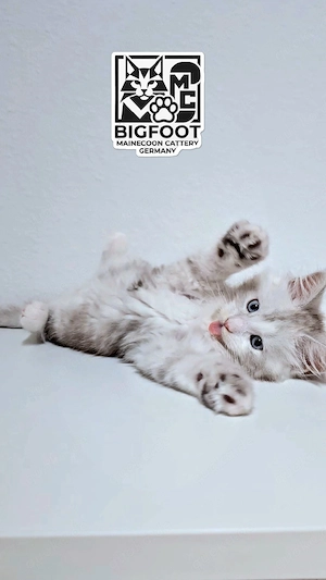 XXL Blue-Eyed Reinrassiges Maine-Coon Kater Katerchen