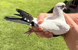 Rarität Dänischer Stieglitz Taube Täuber
