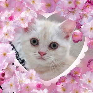 Wunderschönes kleines Katerchen 