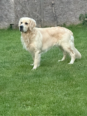 Golden Retriever Deckrüde 
