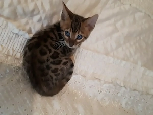 Wunderschöne Bengal Kitten (w  m) mit Stammbaum Bild 4
