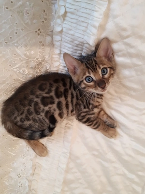 Wunderschöne Bengal Kitten (w  m) mit Stammbaum Bild 8