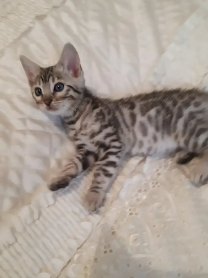 Wunderschöne Bengal Kitten (w  m) mit Stammbaum Bild 7