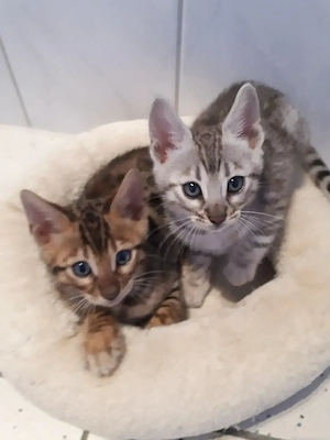 Wunderschöne Bengal Kitten (w  m) mit Stammbaum Bild 2