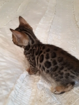 Wunderschöne Bengal Kitten (w  m) mit Stammbaum Bild 5