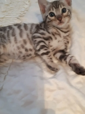 Wunderschöne Bengal Kitten (w  m) mit Stammbaum Bild 6