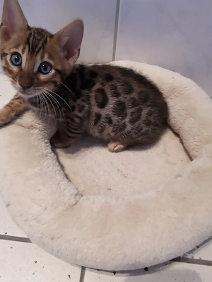 Wunderschöne Bengal Kitten (w  m) mit Stammbaum Bild 9
