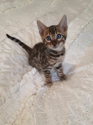Wunderschöne Bengal Kitten (w  m) mit Stammbaum Bild 3