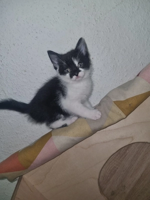 Jede Katze 100euro außer die Babykatze 200 euro Britisch Kurzhaar 