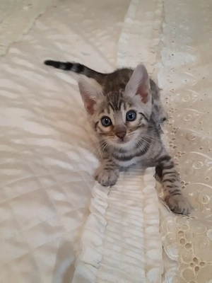 Wunderschöne Bengal Kitten (w  m) mit Stammbaum Bild 10