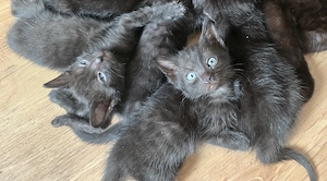 Drei hübsche Katzenbabys suchen noch ihr für immer Zuhause 