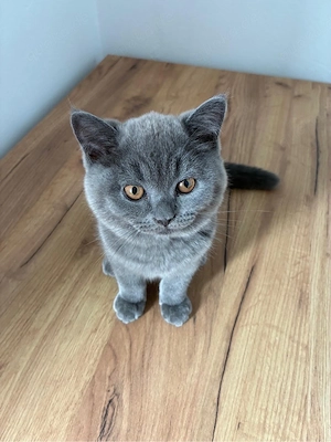 BKH Kitten (British Shorthair) 2 süße Katzenbabys abzugeben