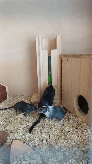 Mongolische Wüstenrennmäuse Gerbils