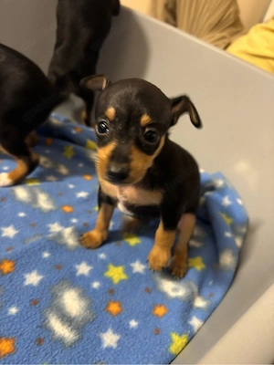    Zwergpinscher Welpen   zu verkaufen