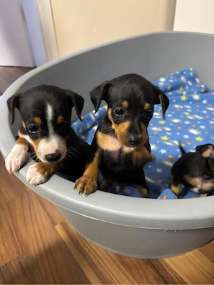    Zwergpinscher Welpen   zu verkaufen