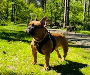  Französische Bulldogge Deckrüde nachwuchs paaren 