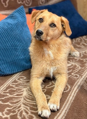Ginger - aktive Hündin sucht aktives Zuhause! Bild 2